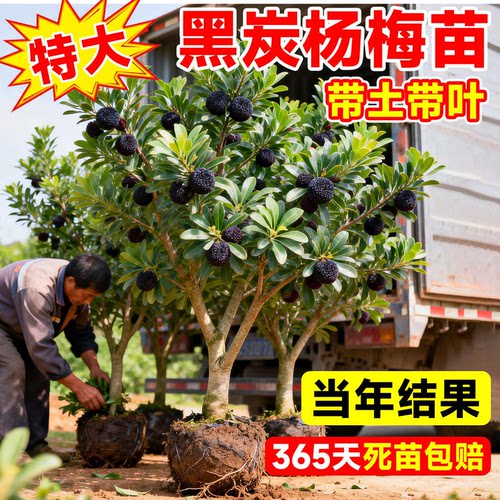 仙居东魁杨梅嫁接带土带叶苗