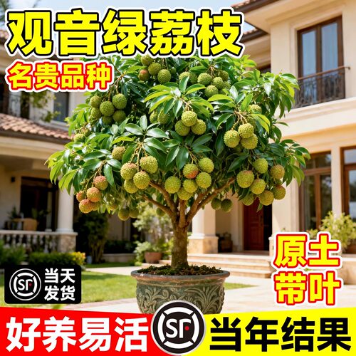观音绿荔枝嫁接苗当年结果