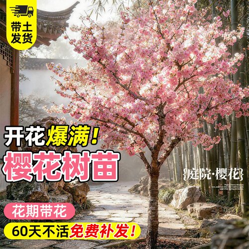 日本樱花重瓣盆栽树苗南北可种