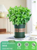 Basil potted plants are edible. Fresh large-leaf golden plants can be used for indoor garden rosemary and mosquito-repellent green plants thumbnail 4