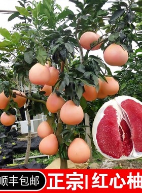 柚子树苗果树苗红心蜜柚
