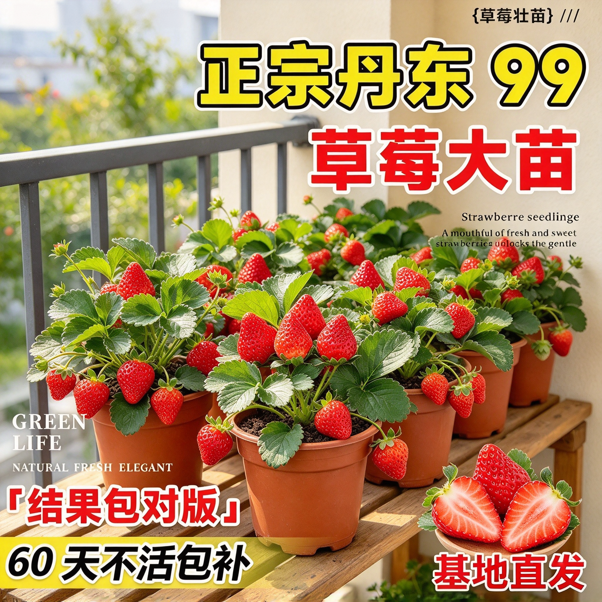 丹东99草莓苗四季结果盆栽奶油红颜草莓新苗秧阳台庭院大棚种植