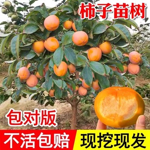 柿子树果苗庭院地栽果树嫁接矮化大盆栽四季南北方种植当年结果脆