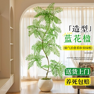 蓝花楹绿植盆栽客厅真花老桩高级感室内大型好养氛围感落地办公室
