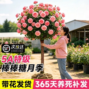 棒棒糖树桩月季老桩盆栽树状带特大花卉四季玫瑰花苗庭院阳台植物