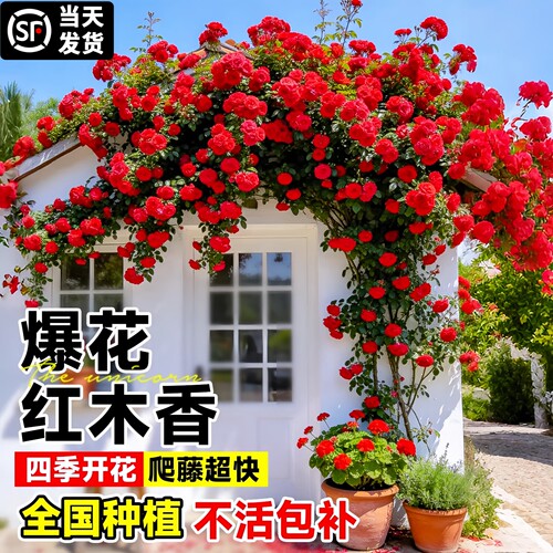 红木香蔷薇四季开大苗易养