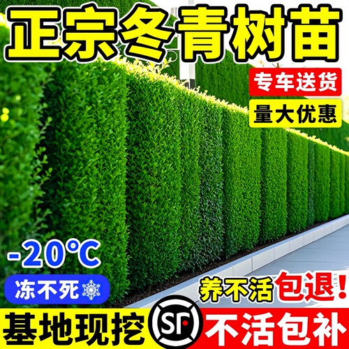 四季常青北海道冬青树苗耐寒植物