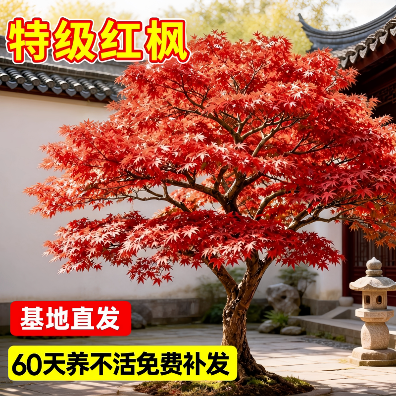日本红枫舞姬老桩盆栽室外观赏图片