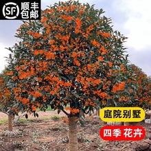 大型桂花树苗庭院地栽原生金桂丹桂浓香花卉盆栽植物四季桂花好养