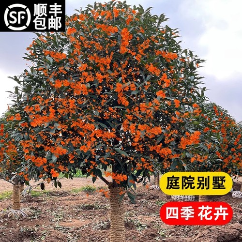 桂花树苗金桂四季桂四季花庭院