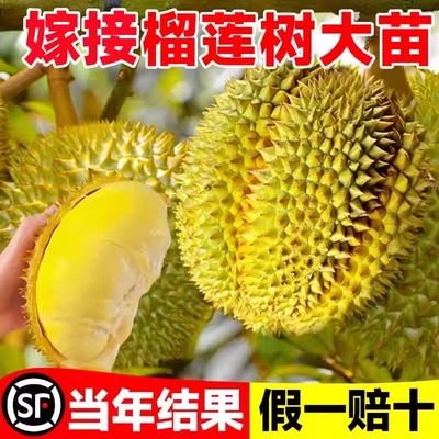 榴莲树果苗南北方四季种植