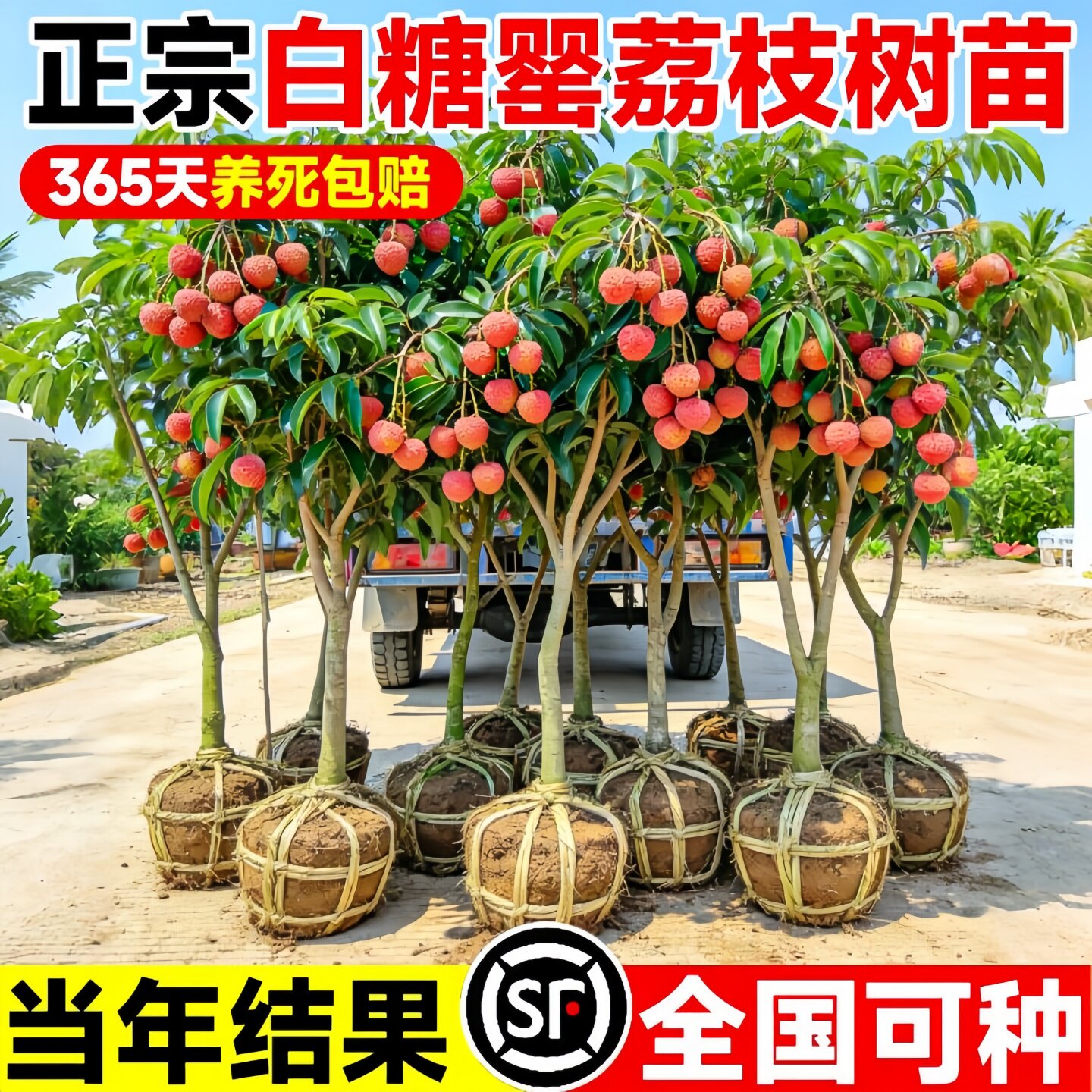白糖罂荔枝树苗嫁接当年结果图片