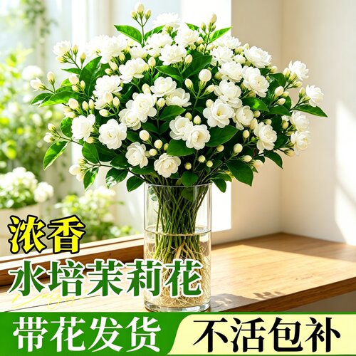 水培茉莉花带苞清香易养