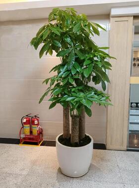 【招财旺家】步步高发财树大盆栽