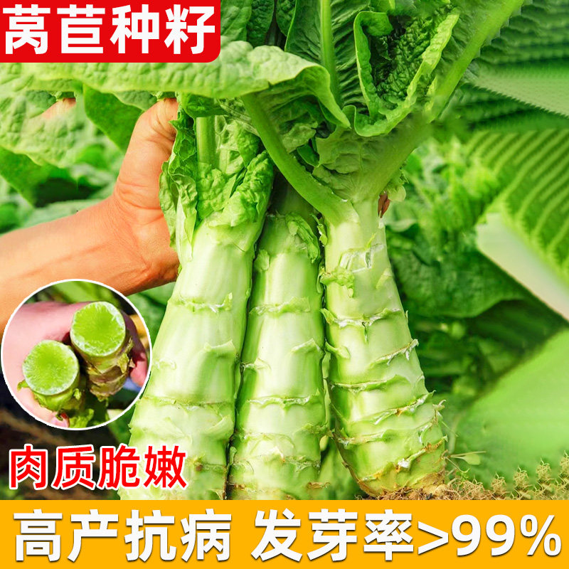 莴苣种子香莴笋耐热耐寒菜苗夏天图片