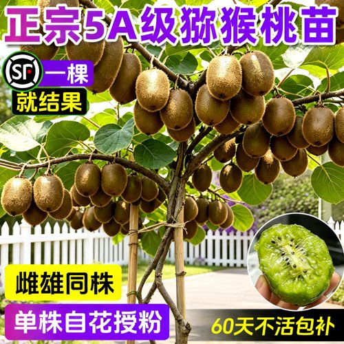 红心徐香猕猴桃树苗南北可种
