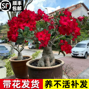 沙漠玫瑰盆栽老桩四季 开花重瓣绿植室内客厅花卉耐干好养多肉植物