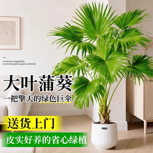 大叶蒲葵高级感真绿植盆栽四季常青室内客厅扇叶蒲大型观叶棕榈树
