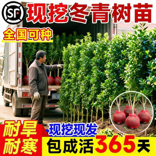 冬青树苗篱笆墙直立庭院绿化植物室外风景树耐寒四季常青易养活