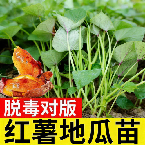 正宗老品种蜜薯糖心红薯苗