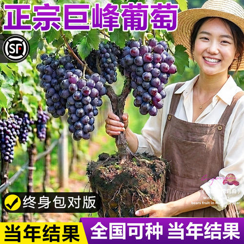 巨峰葡萄苗爬藤四季种植耐寒