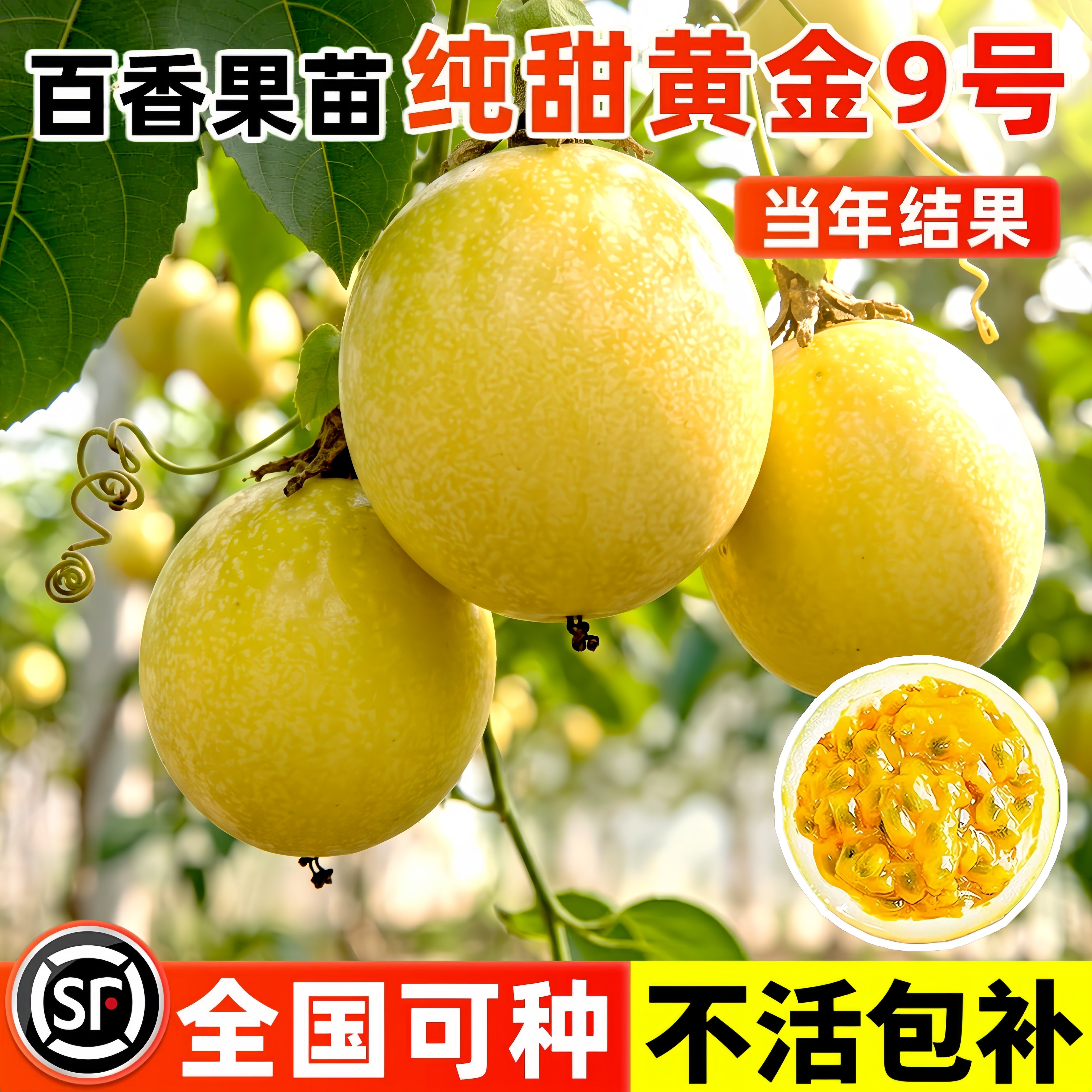 台农紫香百香果苗纯甜爬藤盆栽图片