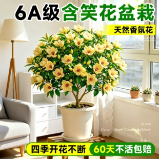 含笑花盆栽浓香型香薰树苗室内阳台庭院四季老桩带花苞好养活花卉