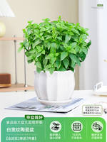 Basil potted plants are edible. Fresh large-leaf golden plants can be used for indoor garden rosemary and mosquito-repellent green plants thumbnail 5