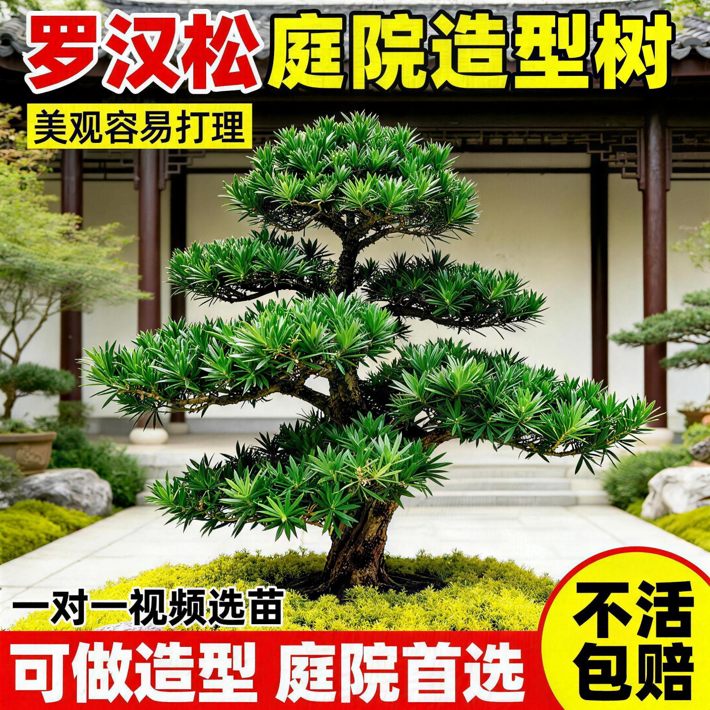 特大型金钻罗汉松迎客松造型盆景绿植盆栽前台名贵老桩庭院风水树