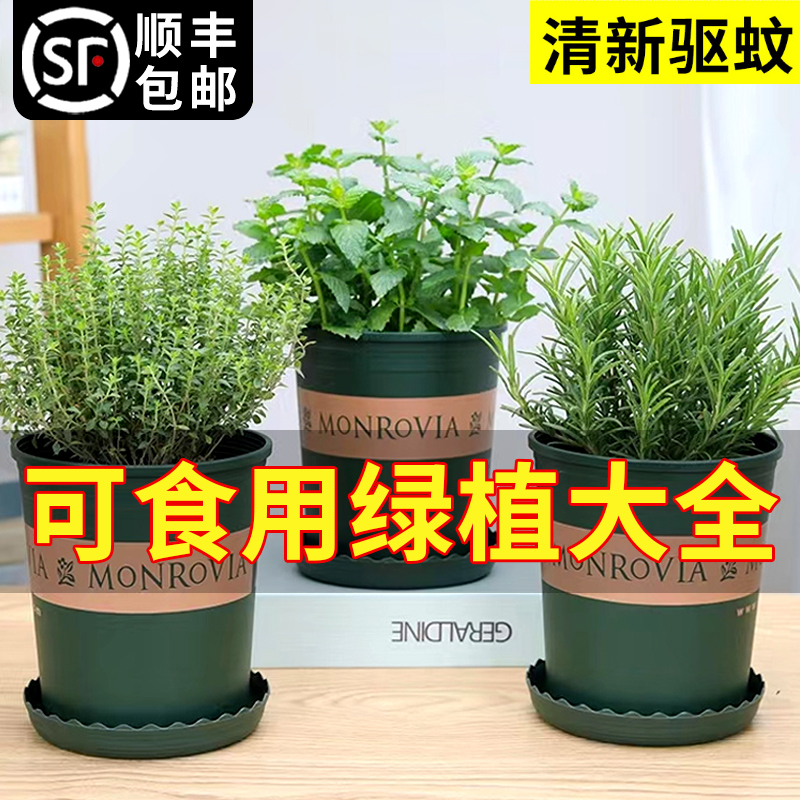 百里香盆栽迷迭香薄荷阳台办公室