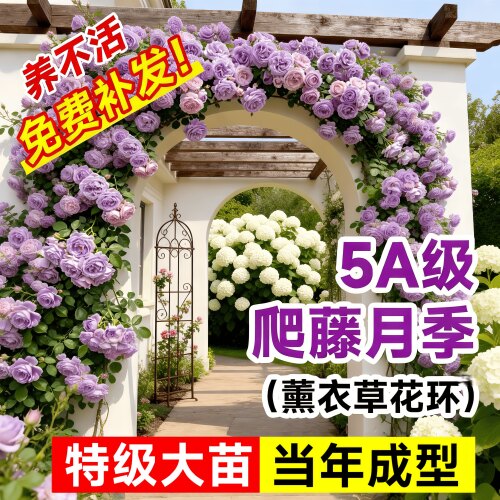 薰衣草藤本月季大苗爬藤阳台