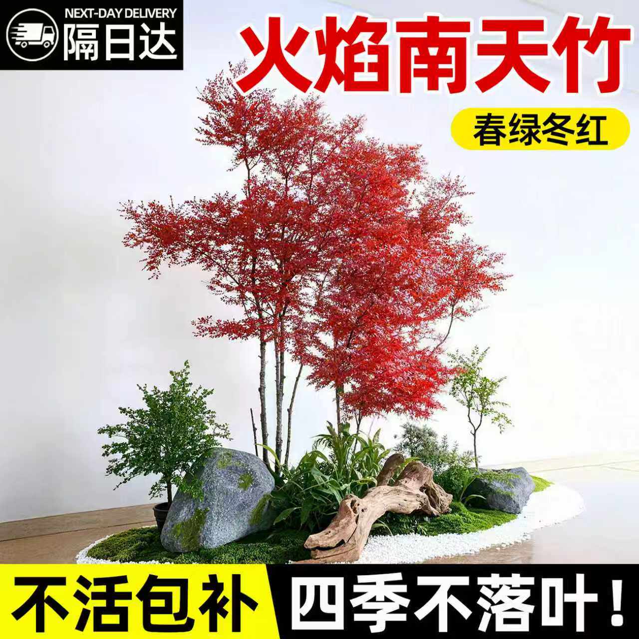 火焰南天竹盆栽客厅绿植室外庭院树苗耐寒老桩竹子苗花卉植物盆景