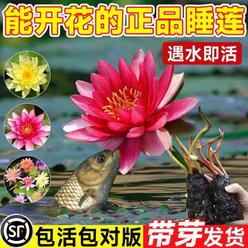 睡莲荷花藕种带苞易养水培盆栽