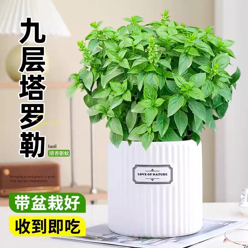九层塔罗勒盆栽可食用新鲜大叶金不换室内庭院迷迭香料驱蚊绿植物