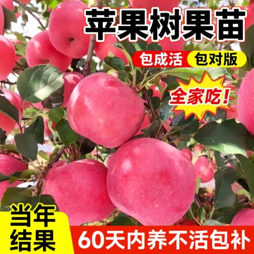 红富士苹果苗耐寒好养当年结果