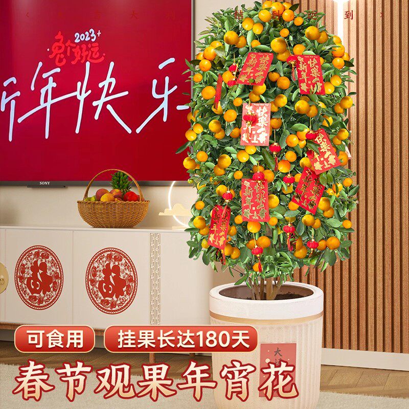 金桔树盆栽可食用年宵好养