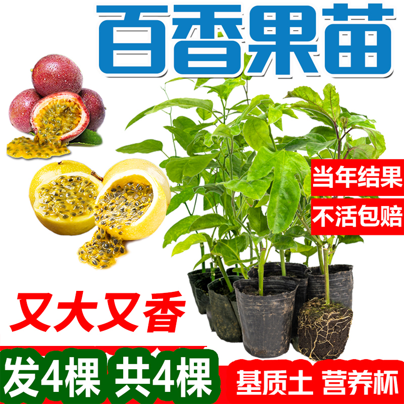 黄金百香果嫁接当年结果