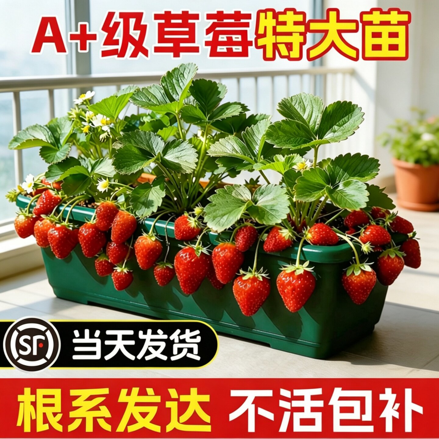 草莓苗盆栽秧苗丹东裸根脱毒种苗99新苗秧奶油玄玉大果苗四季结果