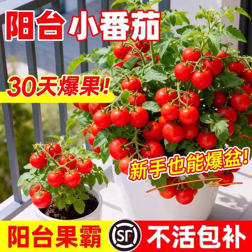 矮生西红柿苗四季阳台盆栽