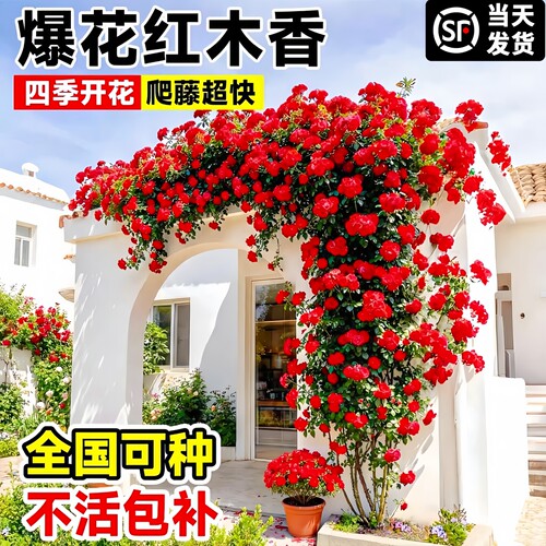 四季开花无刺红木香蔷薇爬藤盆栽