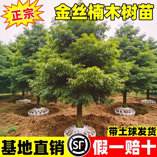 正宗金丝楠木树苗假一赔十