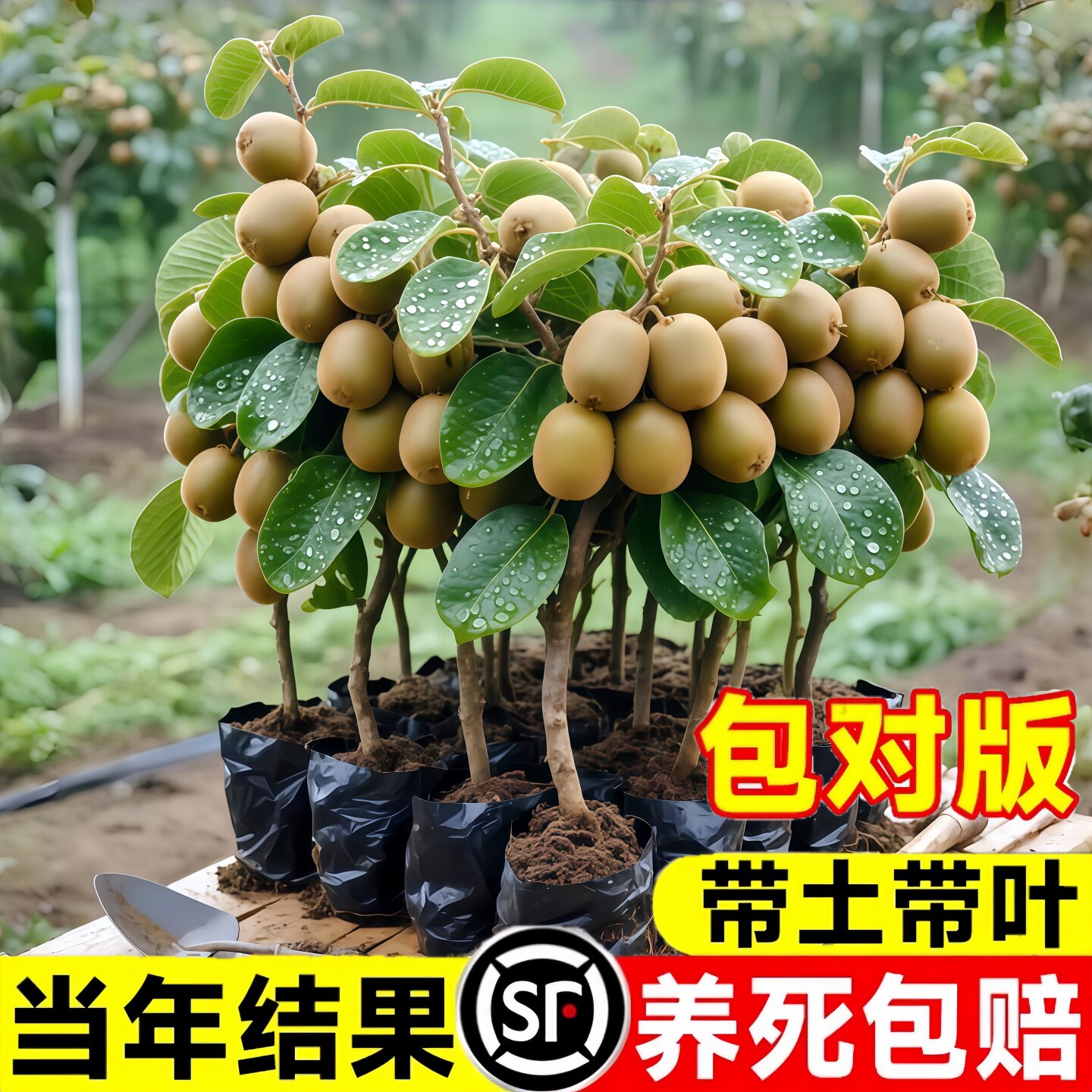 红心猕猴桃树果苗当年结果公母同株徐香黄心嫁接果树苗带土大苗