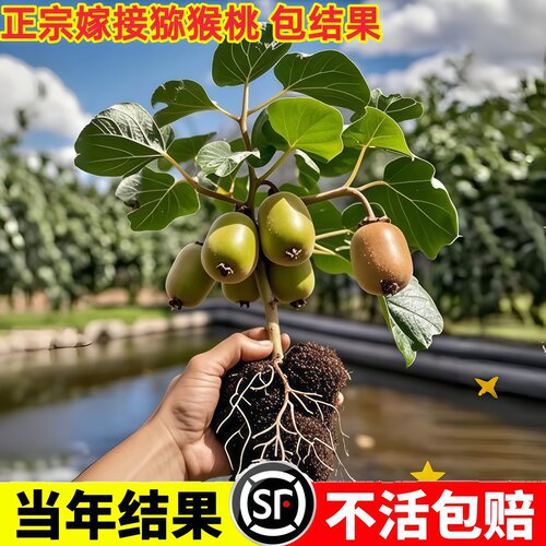 红心猕猴桃树苗徐香软枣当年结果