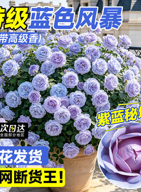 蓝色风暴月季花苗灌木大花浓香庭院阳台花园开花玫瑰盆栽特大花卉