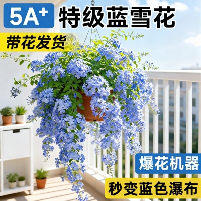 蓝雪花盆栽带苞爬藤四季开花好养