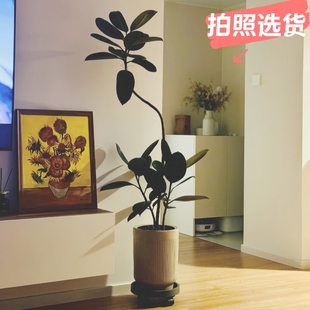 橡皮树黑金刚客厅大盆栽老桩办公室内大型植物花叶黄金榕落地真花