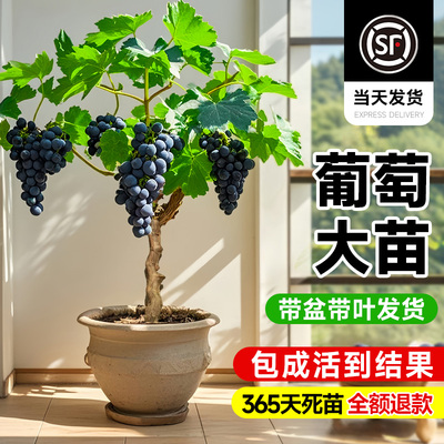 巨峰葡萄树苗大盆栽果苗