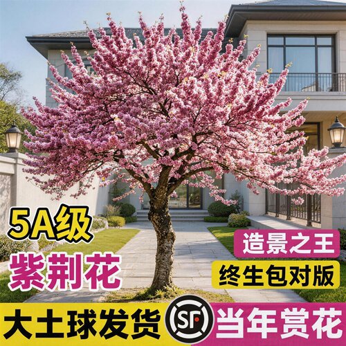 5A级紫荆花室外好养大树苗