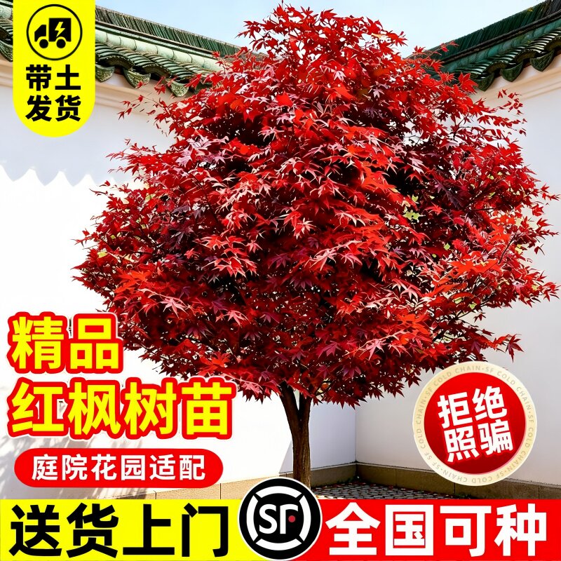 红枫树苗红舞姬四季红好养庭院图片