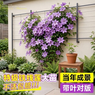 铁线莲爬藤植物庭院耐寒耐热绿植盆栽乌托邦倒影阳台四季攀援花卉
